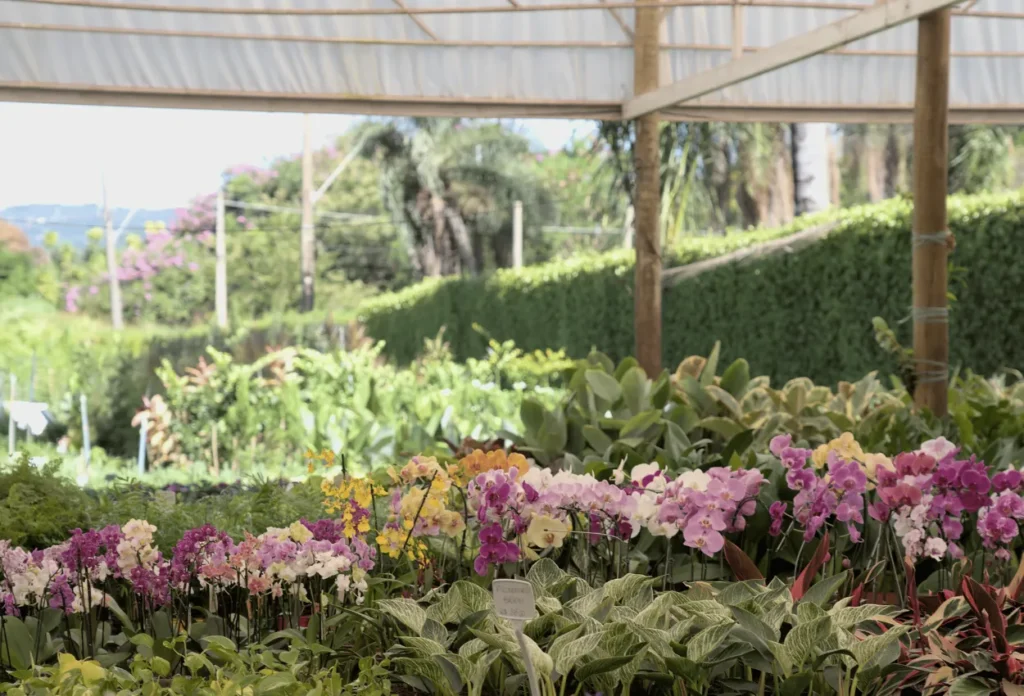 Antes e depois de um jardim transformado com paisagismo do Viveiro Pau Brasil