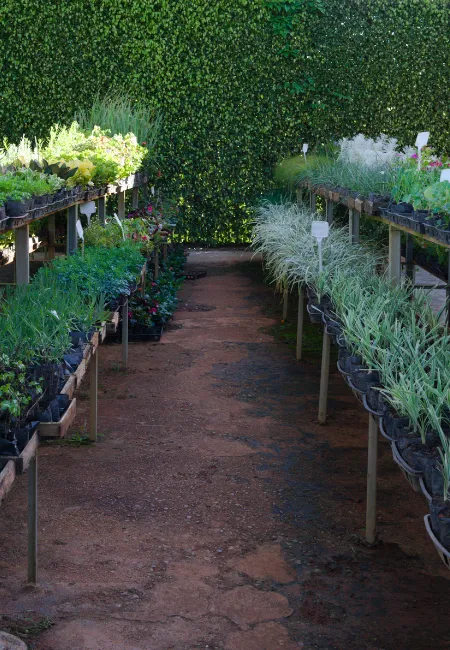Viveiro Pau Brasil com plantas, mudas e paisagismo em Brasília