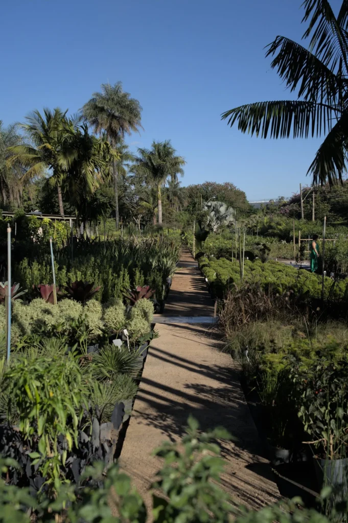 Viveiro Pau Brasil com plantas, mudas e paisagismo em Brasília