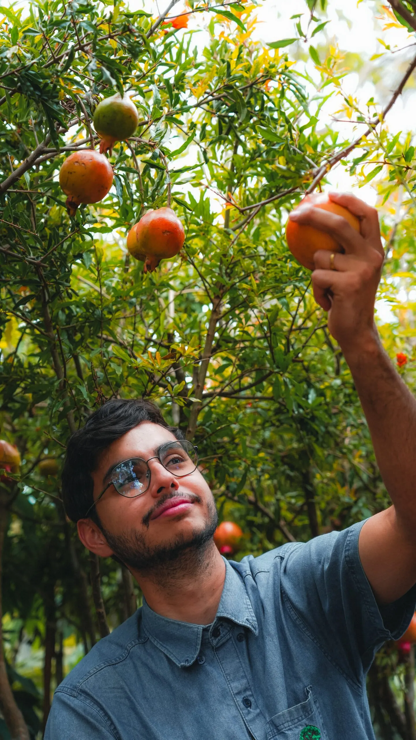 Viveiro Pau Brasil com plantas, mudas e paisagismo em Brasília