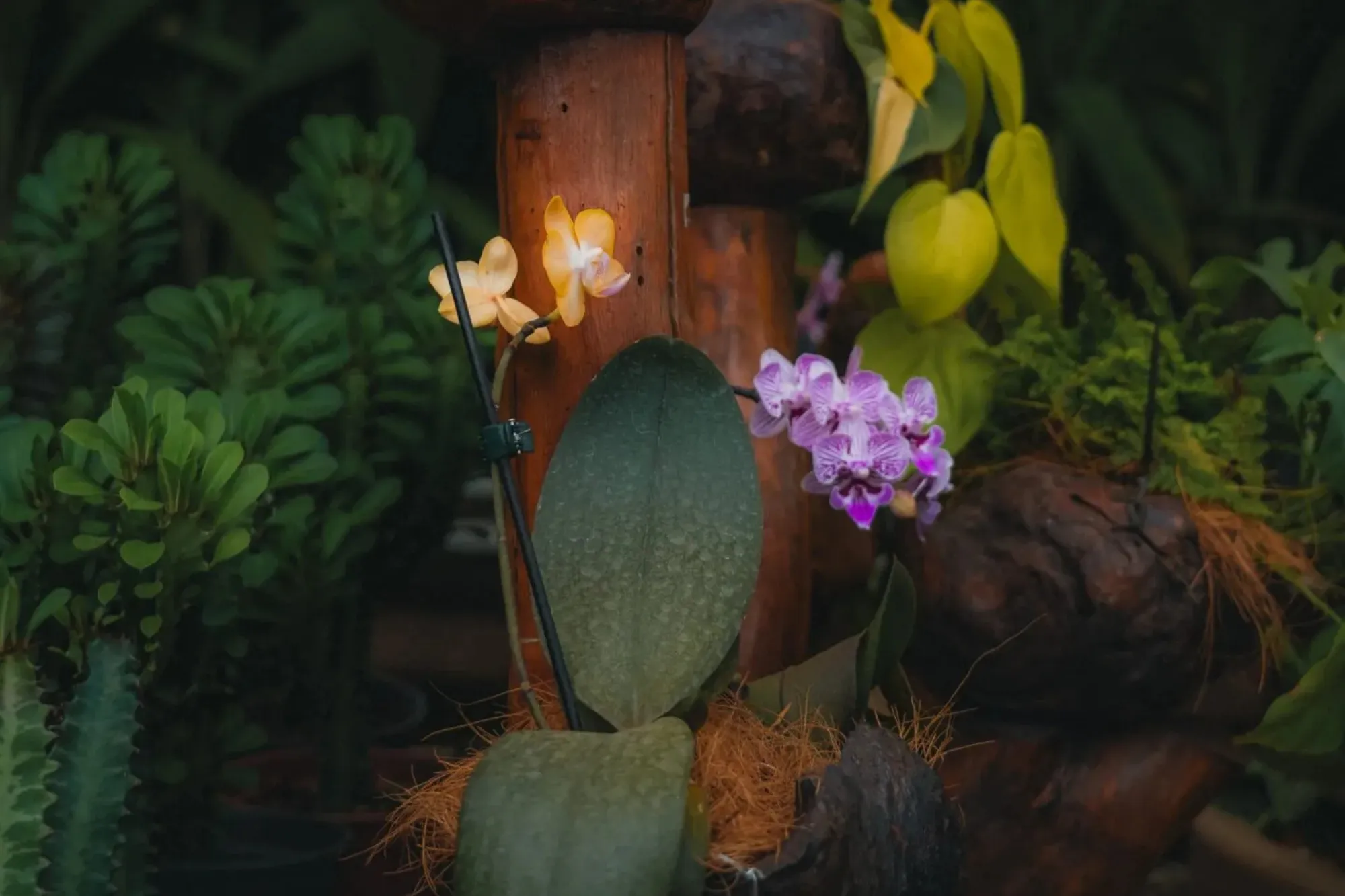 Viveiro Pau Brasil com plantas, mudas e paisagismo em Brasília