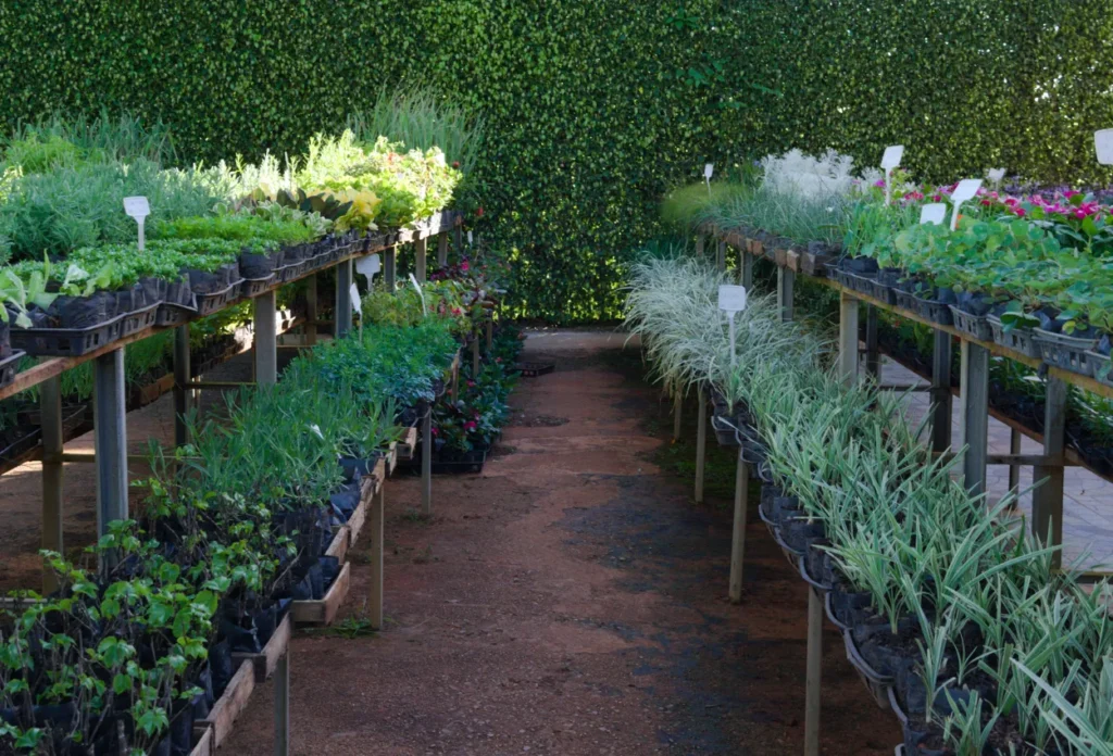 Plantas de forração ornamental em projeto paisagístico de Brasília