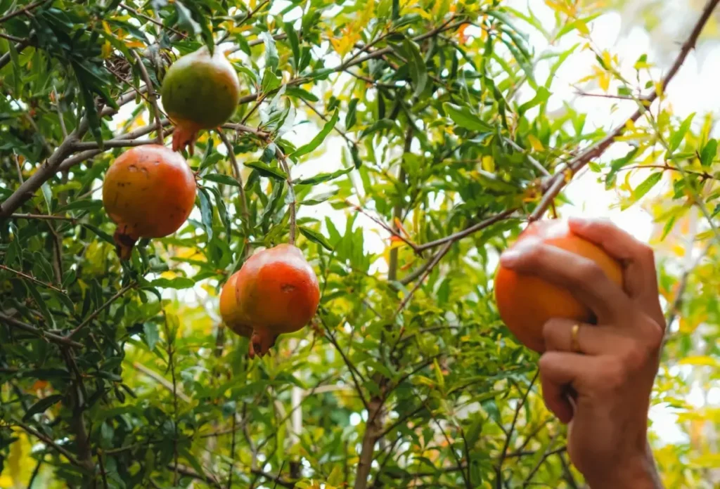 Imagem representando viveiro de plantas frutíferas e palmeiras em contexto real