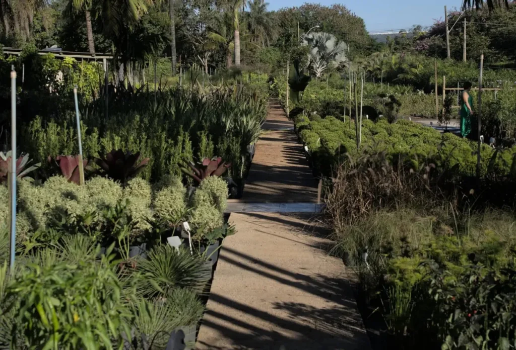 Imagem representando plantas ornamentais em Brasília aplicadas em um jardim real