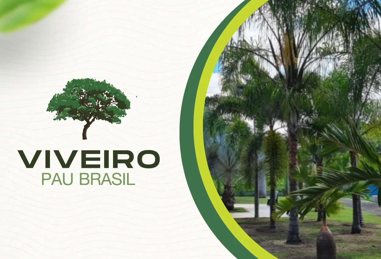 Imagem representando Palmeiras e Árvores Nativas em Brasília em contexto real