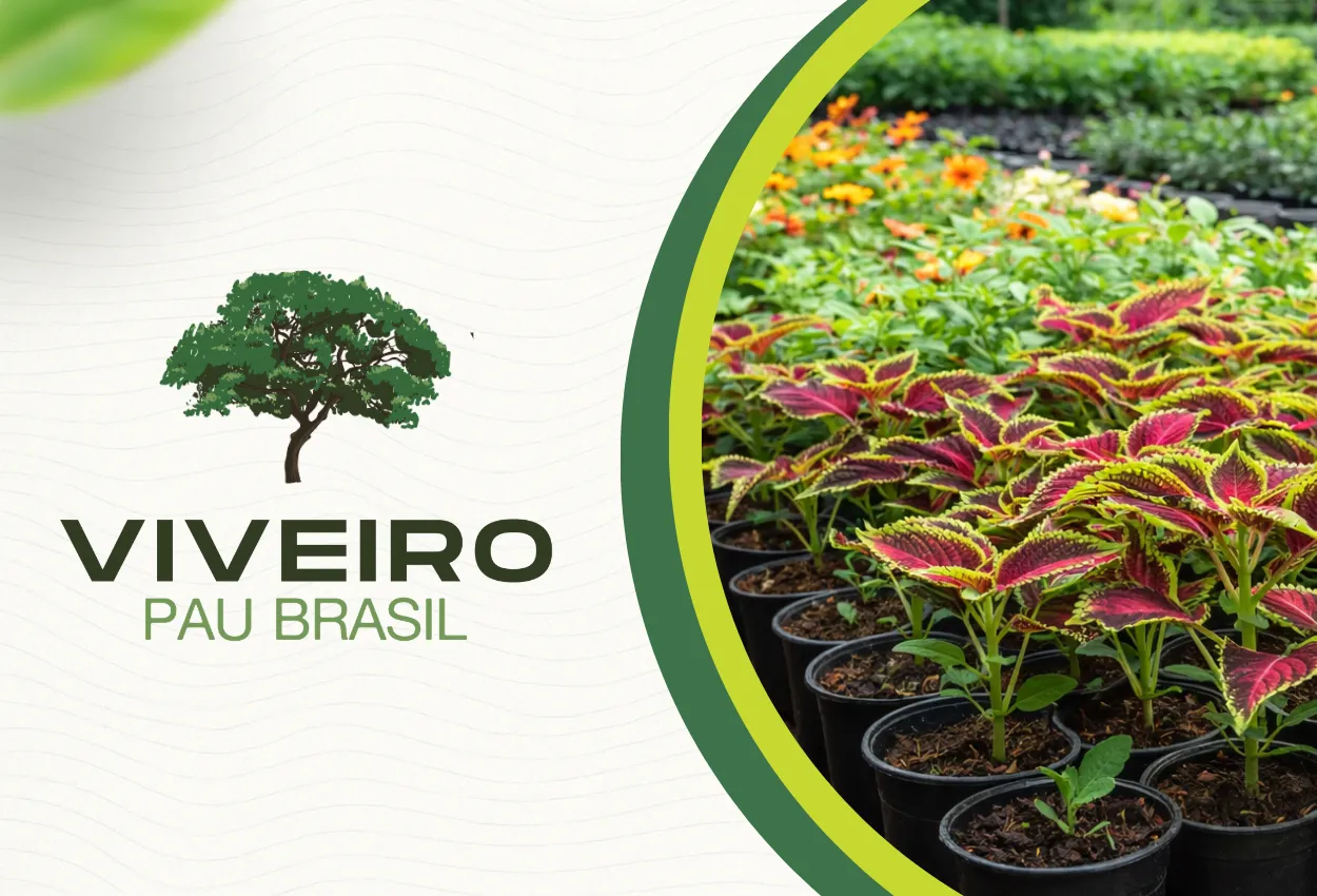 Imagem representando mudas de plantas ornamentais em Brasília em contexto real