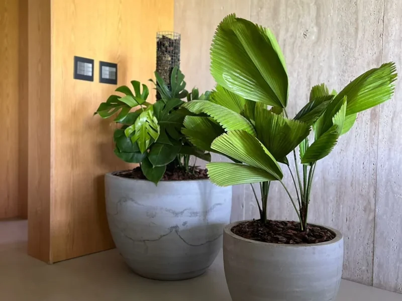 Viveiro Pau Brasil com plantas, mudas e paisagismo em Brasília