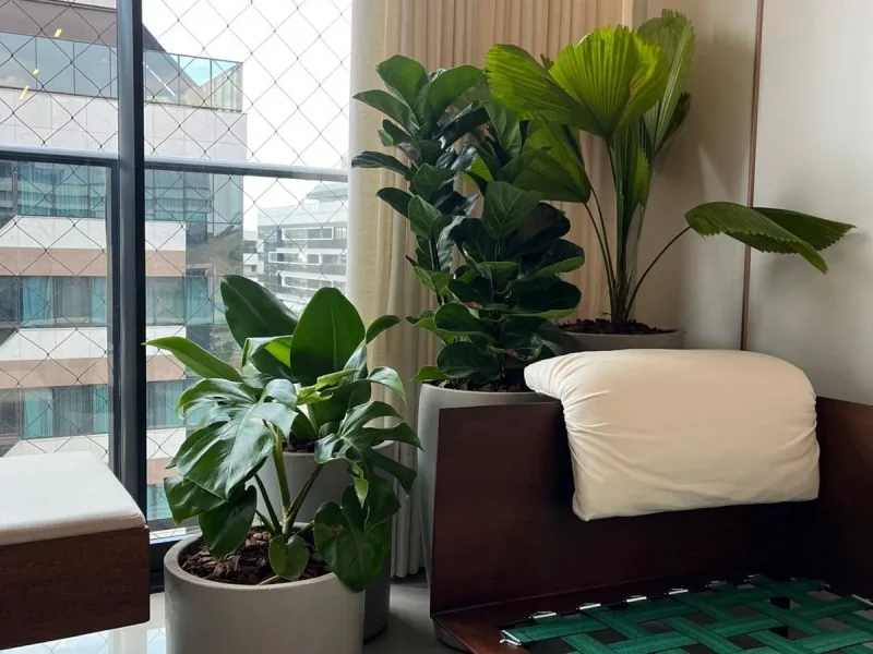 Viveiro Pau Brasil com plantas, mudas e paisagismo em Brasília