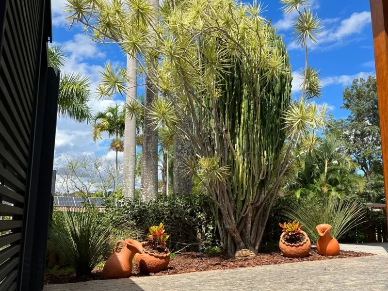 Viveiro Pau Brasil com plantas, mudas e paisagismo em Brasília