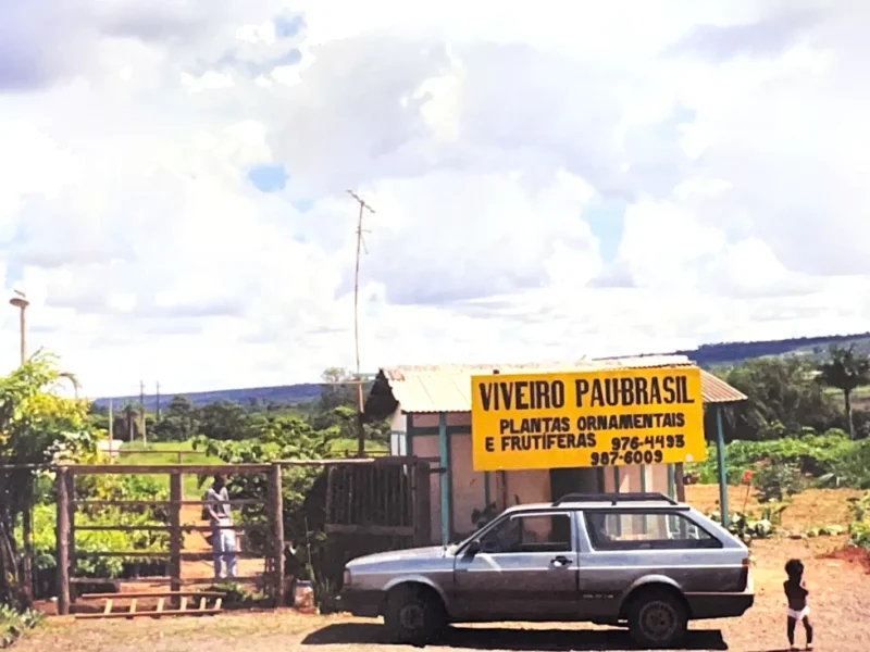 Viveiro Pau Brasil com plantas, mudas e paisagismo em Brasília
