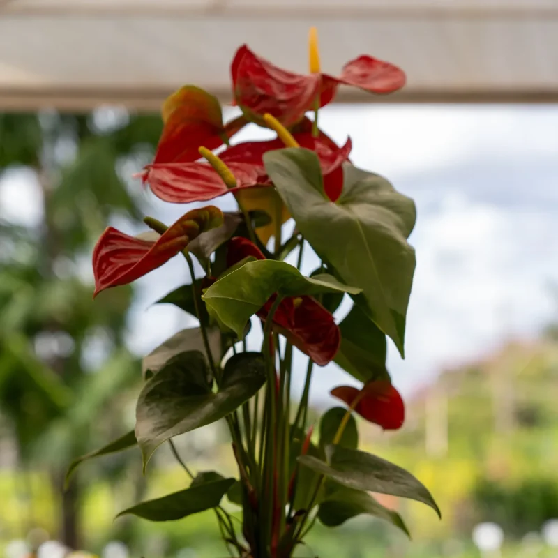 Viveiro Pau Brasil com plantas, mudas e paisagismo em Brasília